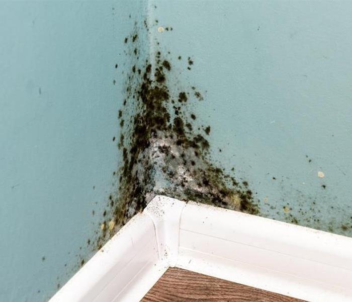 Mold in the corner of a building